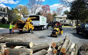 How Our Tree Care Process Works  in Duquesne, PA